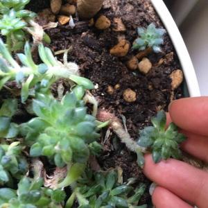 Help! Firstly i need help identifying this succulent, i have a feeling it is a type of echeveria. Secondly, i think its sick. The 'branches' have gone really limp, and the leaves at the bottom are dying off a lot quicker than i know is normal. I cant see any root rot, so please help any advice appreciated!!  #help  