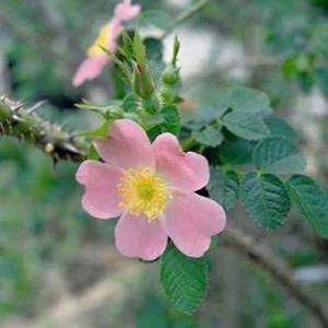 Rosa rubiginosa – Sweet Briar Rose