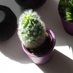 Can anyone ID this little cactus?