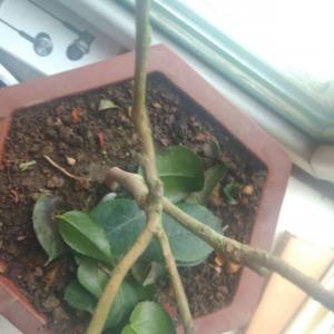 我养的山茶花，种下半个月叶子全掉光了，但是枝干还没有死，该怎么养护怎么才能让它活过来。二图是枝干上长的绿绿的好像是水苔藓，刚开始没刮，今天刮了刮
