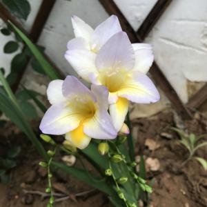 2017年，我的百合、菖蒲和小苍兰。神奇的种球类花，一岁一枯荣，春风吹又生，今年又长出来了，还带了不少小崽崽。