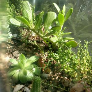 update on my indoor terrarium 😸 unexpectedly growing well