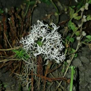 What do you think about lichens (地衣)? Are they useful? Are they pests? Should I keep them around?

Lichens are a combination of fungus and algae. They are self-sufficient and occupy spaces that are not used by other plants. They seem to respond poorly to acute conditional changes, and will die out if something is not right, similar to moss.