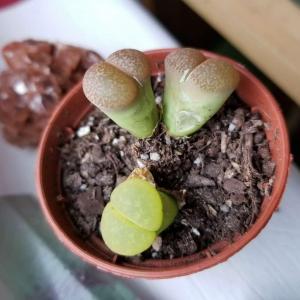 Anyone know this type of Lithops? The green one popped out of itself and I took one of the leaves off because it looked like it would attract problems, it look like it's doing well. 
Do the pink ones look worrisome, or is it about to split open?