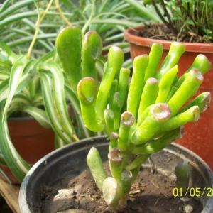 Injerto de cactus