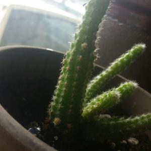 what are these red bulbs forming on my cactus? and is it normal for the babies to grow right behind the parent plant?