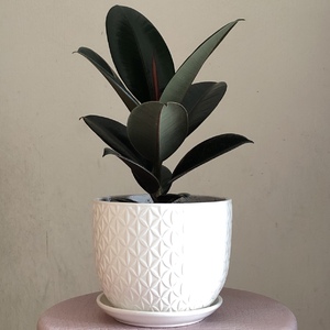 Got this new good looking Ficus Elastica. it looks great in this white pot.