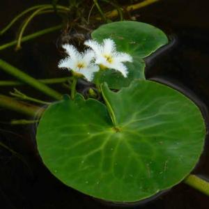 Water Snowflake Care – Learn About Snowflake Water Plants