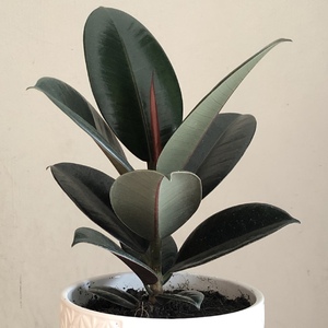 Got this new good looking Ficus Elastica. it looks great in this white pot.