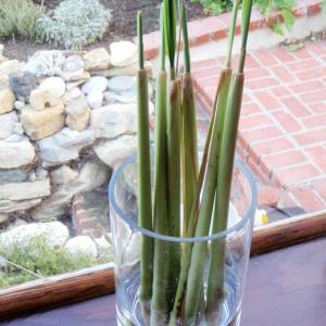 Lemongrass Propagation – Regrowing Lemongrass Plants In Water