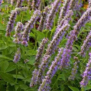 Flowering Herbs For Bees: Planting Herbs That Attract Bees