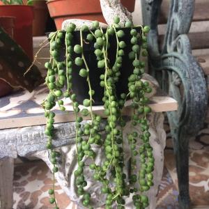 New baby string of pearls jusr arrived yesterday. Hope to see it get long and big soon.