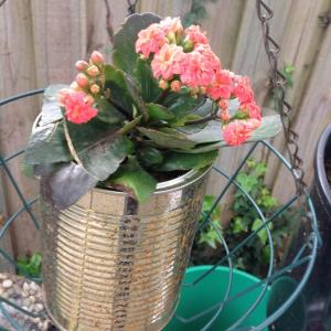 These kalanchoes  Are flowering great 
Someone please tell me if i got there name wrong