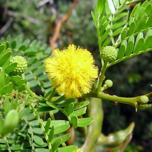 Vachellia karroo – Sweet Thorn