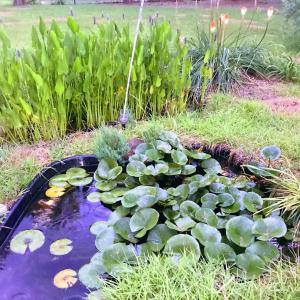 The beaty of a fish pond #Lilly  pads  @Plants Encyclopdias  
