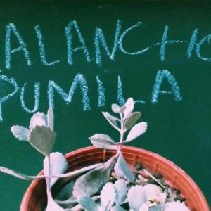 Kalanchoe Pumila #suncculents   #succulent  