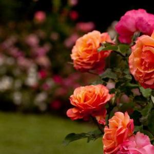 Injerto en rosales (Rosas)