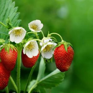 Strawberry—Mito enjoy