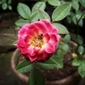 Pink Rose Bloom 💕🌹