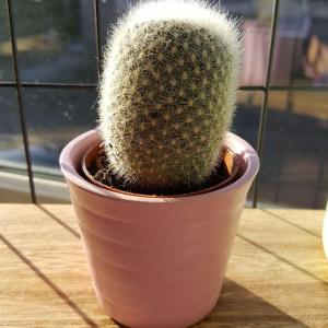 Can anyone ID this little cacti?