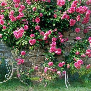 Roses growing on a trellis
