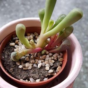 Does anyone know what's wrong with my Fenestraria Rhopalophylla? It doesn't look healthy and the 'heads' keep falling off
