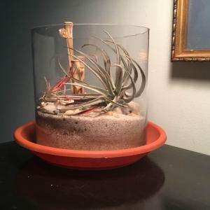 Terrarium made this week with partially dried out and ignored airplants (sorry guys). 

Remaining bamboo and pebbles from corner shop bodega plant dead for at least 2 yrs, and sand bought for an aquarium I never set up (also acting as “terrarium”). 

Tray from existing stash. Added for color and framing, not function.