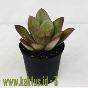 Guys, need your help to identify this plant. Thanks.  #Succulent   #Kalanchoe   #Echeveria  
