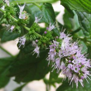 Spearmint Care: Learn How To Grow Spearmint Herbs
