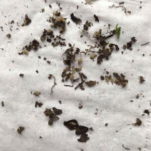 今天下雨，发现胡椒木土里有很多这个，软体自带房子的动物，是害虫吗？
