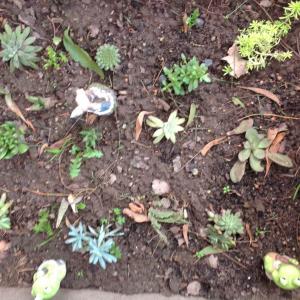 My outside succulent garden outside is dying a little i think from the freezing cold weather can anyone help