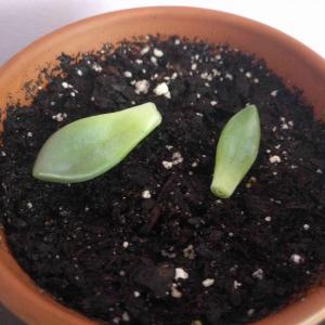 Two of the leaves I propogated from the pachyphytum.
