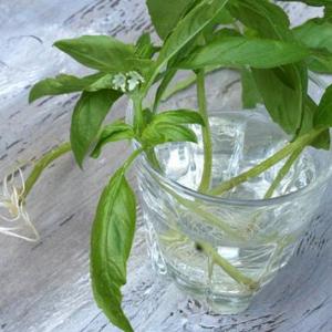 Herbs That Root In Water – How To Grow Herb Plants In Water