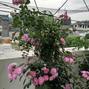 阳台花园，五月的蔷薇，现在的云霄。美！