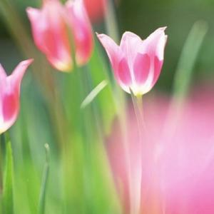 Tulip—Mito enjoy
