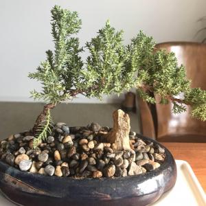 Does anyone know what kind of a bonsai tree this little guy is?