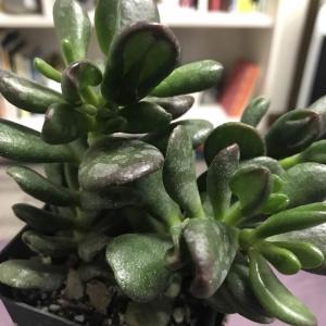 What kind of succulent is this?