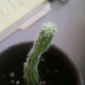 I need help IDing this cactus :( its spines are really soft and don't break when you pet it, if that helps