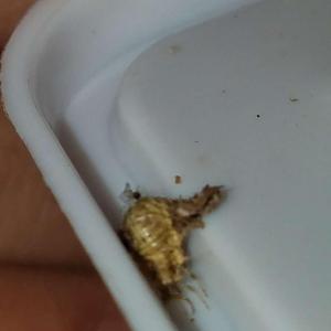 What in the world kind of bug is this? It came off my water melon plant!?....