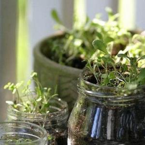 Mason Jar Herb Garden: Growing Herbs In Canning Jars