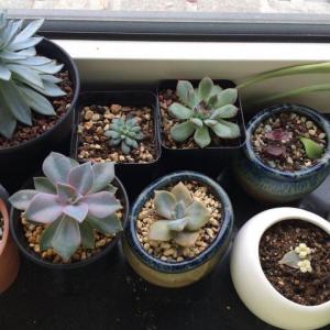 lovely succulents ,i gradually came to love them...