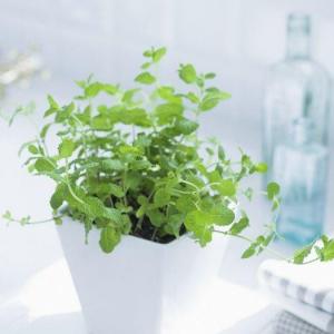 Growing Mint Inside: Information On Planting Mint Indoors