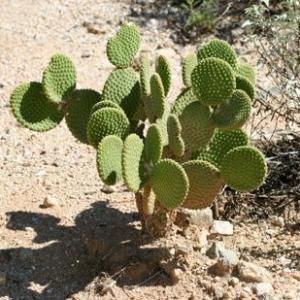 Opuntia Cactus Varieties: What Are Different Types Of Opuntia Cactus