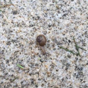 早上去公园散步偶遇小蜗牛！