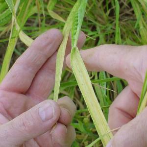 Wheat Curl Mite Control – Tips On Treating Wheat Curl Mites On Plants