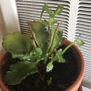 I NEED HELP WITH MY KALANCHOE PLANT PLEASE!  I bought this little guy a few months ago and it bloomed for my a few days after i bought it.  It was fine until l 3 weeks later when i noticed the leaves shriveling up. It continued to lose it leaves and I pruned the flowers so it can focus all its energy on regaining its health.  During the past few months I've repoted the plant, checking for root rot or any pest and i found nothing. Ive changed waterings, light, anything you can think off and it continues to loose it leaves. If you guys can help me save this plant, please comment any suggestions!