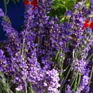 Lavender In The Garden: Information And Growing Lavender Tips