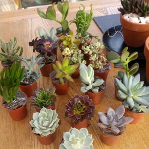look what came in the post today! :) Can you name them all?  #succulent  