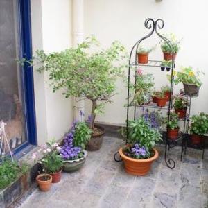 Patio and Balcony Planter Ideas