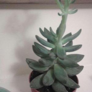 I need help identifying this succulent. I've had it for half a year and it has recently made a cluster of coral coloured bell-shaped flowers. I bought it in a set of 3 and none had tags. If you have any idea I'd love to know as I'd quite like to propagate but I don't know if pulling leaves will work :) thx